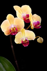 Fototapeta na wymiar Pojedyncze kwiaty orchidei na czarno