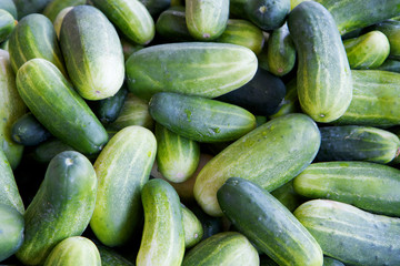 Green pickling cucumbers