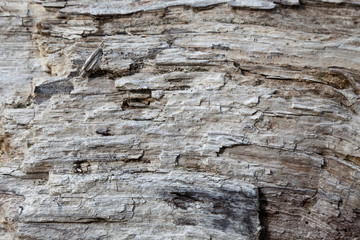 Weathering Tree Trunk