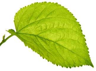 feuille mûrier, fond blanc