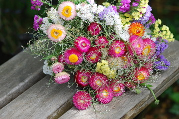 Strohblumen (Helichrysum bracteatum )