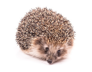 Hedgehog isolated on white background