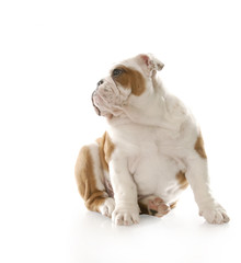 Obraz premium cute puppy