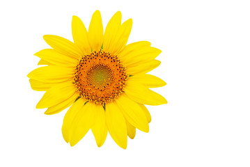 Sunflower - isolated