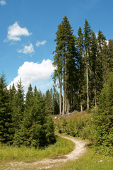 Fototapeta na wymiar Hiking trail in the forest