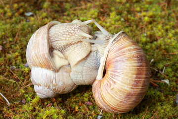 Snails in love