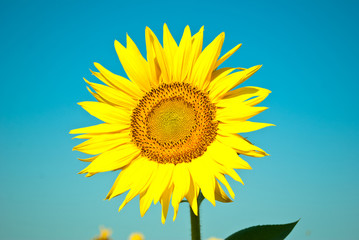 sunflowers