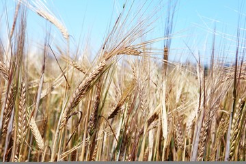 Ripe grain ready for harvest