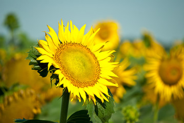 sunflowers