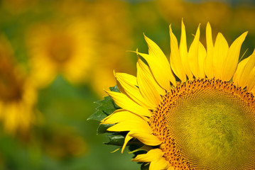 sunflowers