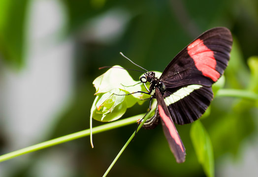 Black butterfly with red stripes on a green leaf