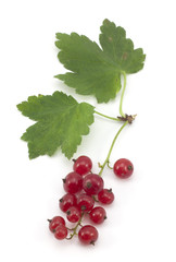 sprig of red currants with a leaf