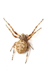 Fototapeta premium araignée