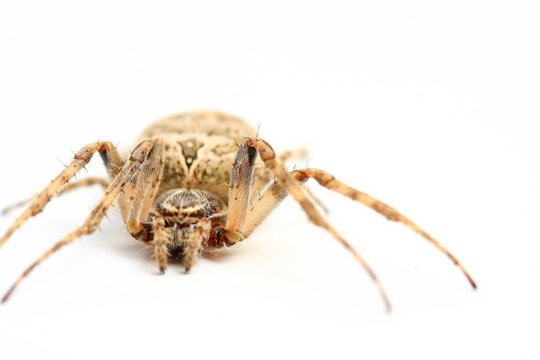 araign&eacute;e