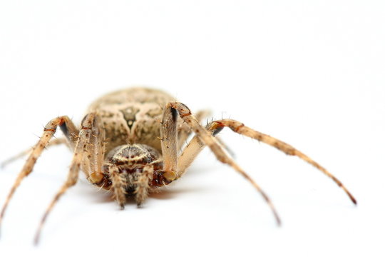 araign&eacute;e