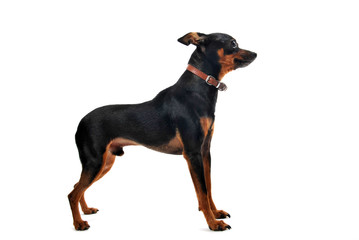 miniature pinscher