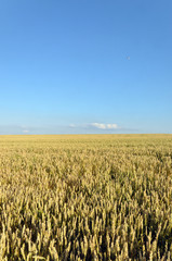 Summer field in south-western Germany
