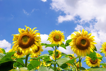 Obraz premium sunflowers
