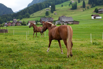 horses at farm on green grass surrounded by hills