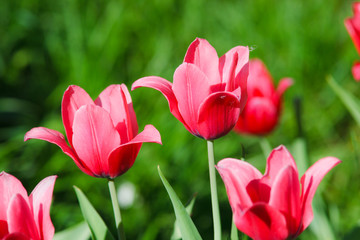 Tulipa, Tulip