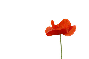 Naklejka premium mohnblüte