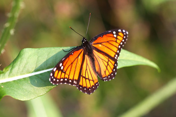 Fototapeta na wymiar Viceroy Butterfly Limenitis archippus