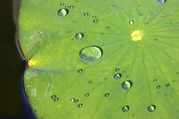Wasserperlen