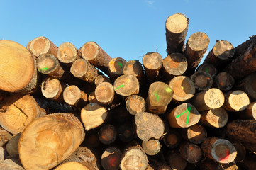 Trunks at a sawmill in German summer