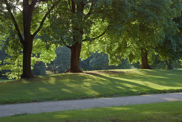 Obraz premium Radiant Light in the Woods