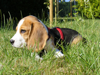 Hund Beagle