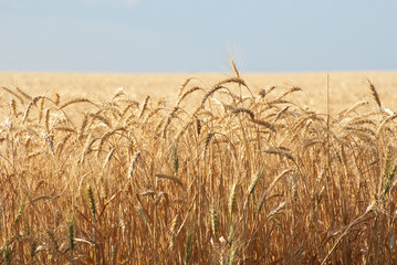 Grain field