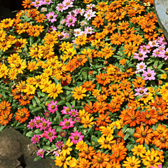 Flowers colorful