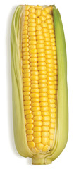 tasty healthy sweetcorn cob with its leaves on a white backgroun