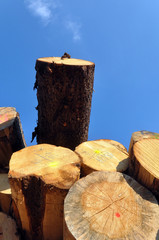 Trunks at a sawmill in German summer