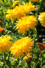 fleurs jaunes de soucis