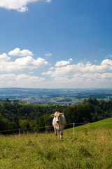 Fototapeta premium cow on pasture on hills, beautiful sky