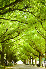 新緑の神宮外苑