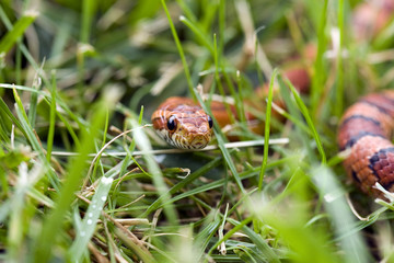Snake in grass