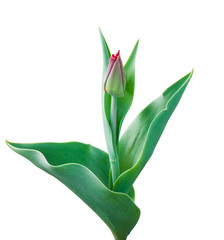 Obraz premium Tender tulip on white background with clipping path