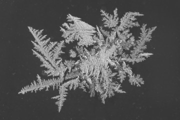 Eiskristall an Fensterscheibe