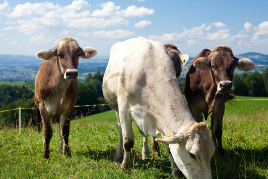 cows on hills, beautiful sky