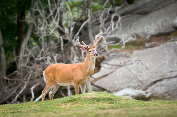 Naklejka na ściany i meble White Tailed Deer Animal Wildlife in North Carolina Mountains