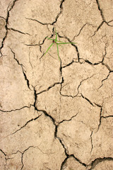 drought caused cracked earth with solitary plant