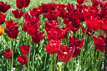 Obraz premium tulip