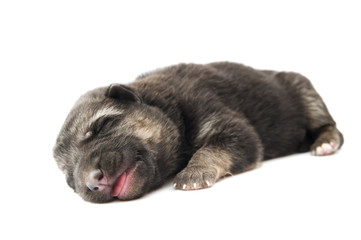 Obraz premium shepherd dog puppy