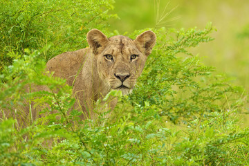 Lioness