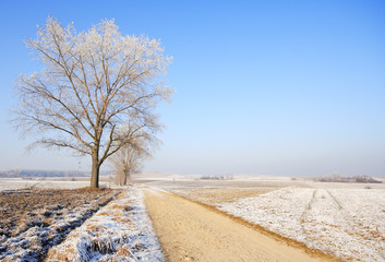 Winter landscape