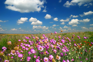 Summer landscape with the beautiful sky