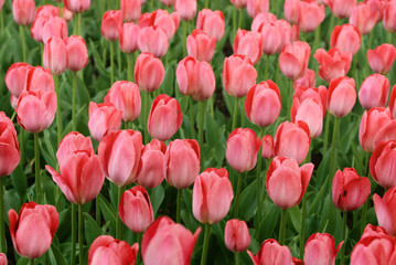 Fototapeta premium purple tulips