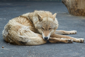 Resting wolf